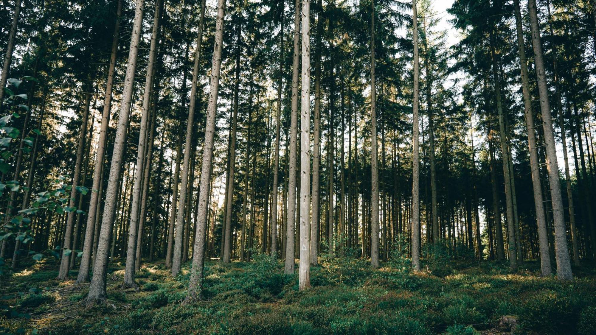 Daft Hotel & Glamping Malmedy Kültér fotó